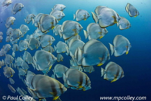 Schooling Batfish by Paul Colley 
